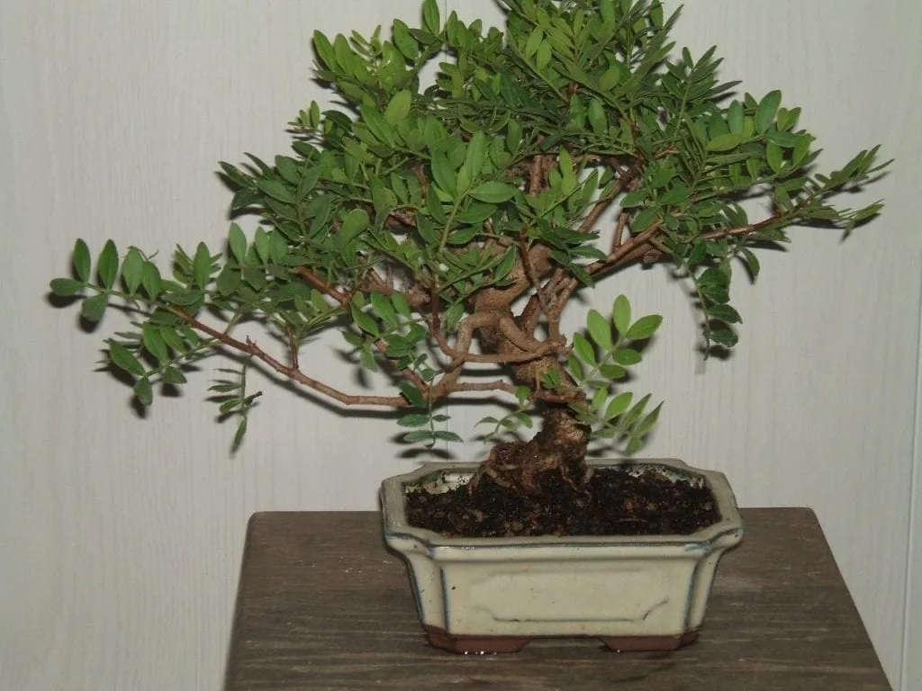 Evergreen Bonsai Tree