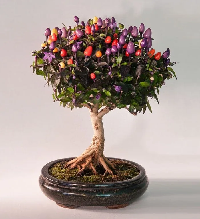 Flowering Bonsai Tree
