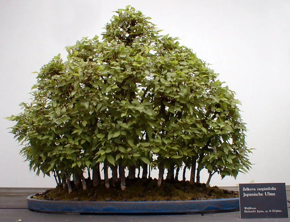 small bonsai Juniper Bonsai Tree  Live Cold-Hardy Bonsai in Ceramic Planter