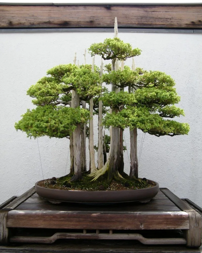 9 Most Beautiful Bonsai Trees - Bonsai Tree Gardener