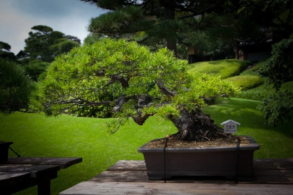 Happo-en Bonsai
