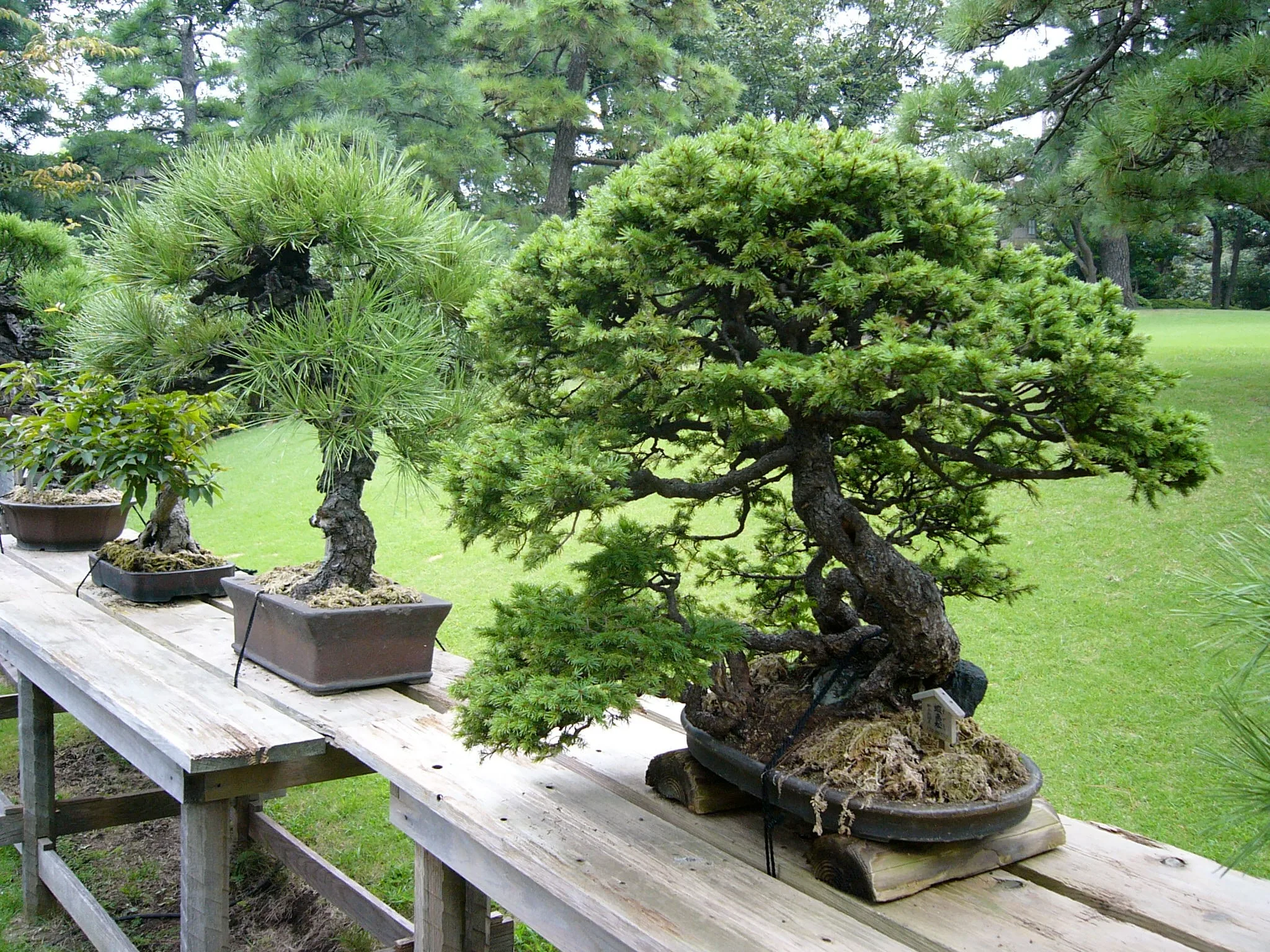 Happo-en Bonsai