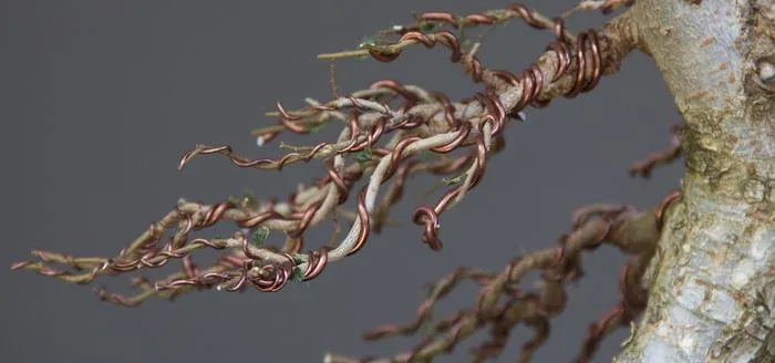 How To Shape A Bonsai Tree