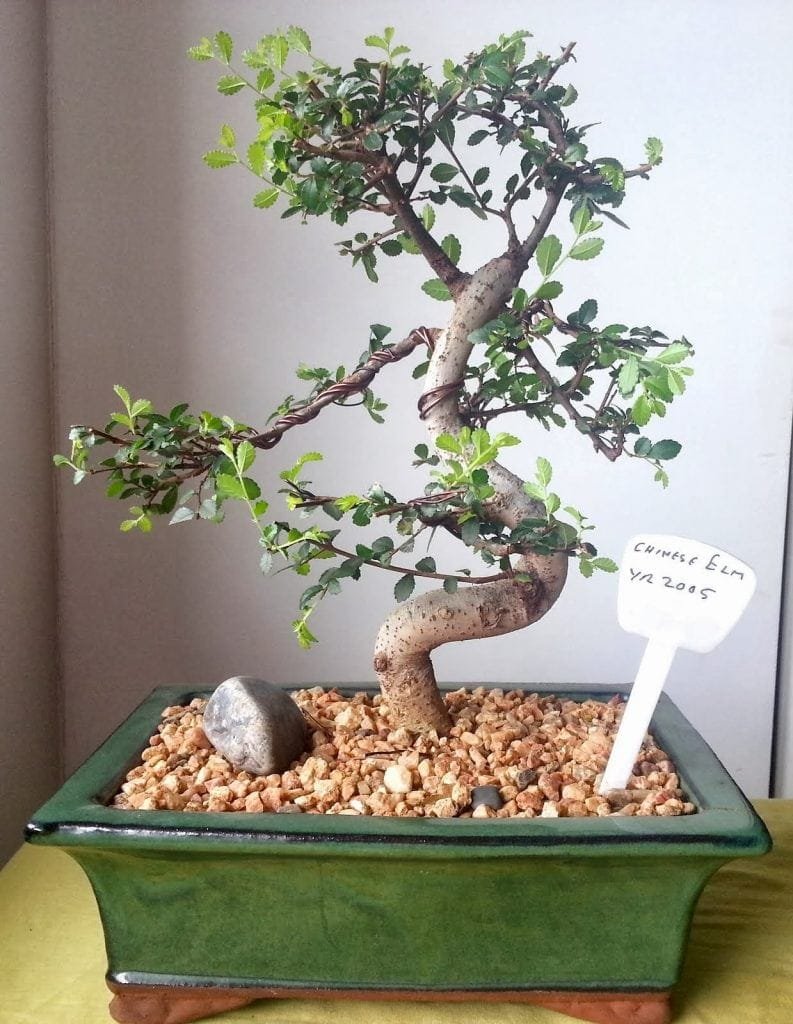 How To Shape A Bonsai Tree Bonsai Tree Gardener