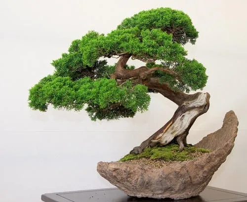 How To Shape A Bonsai Tree
