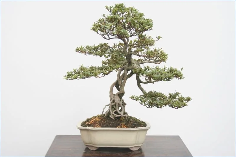 How To Shape A Bonsai Tree