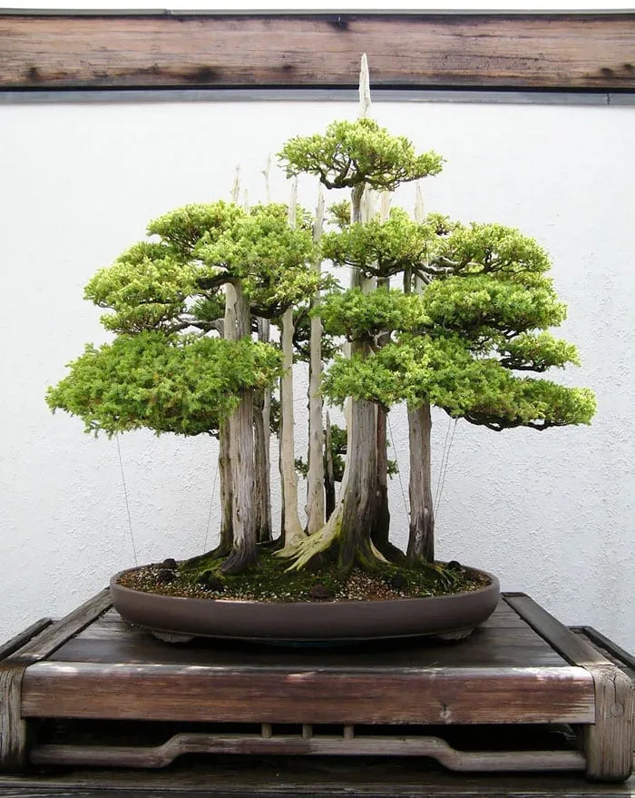 How To Shape A Bonsai Tree