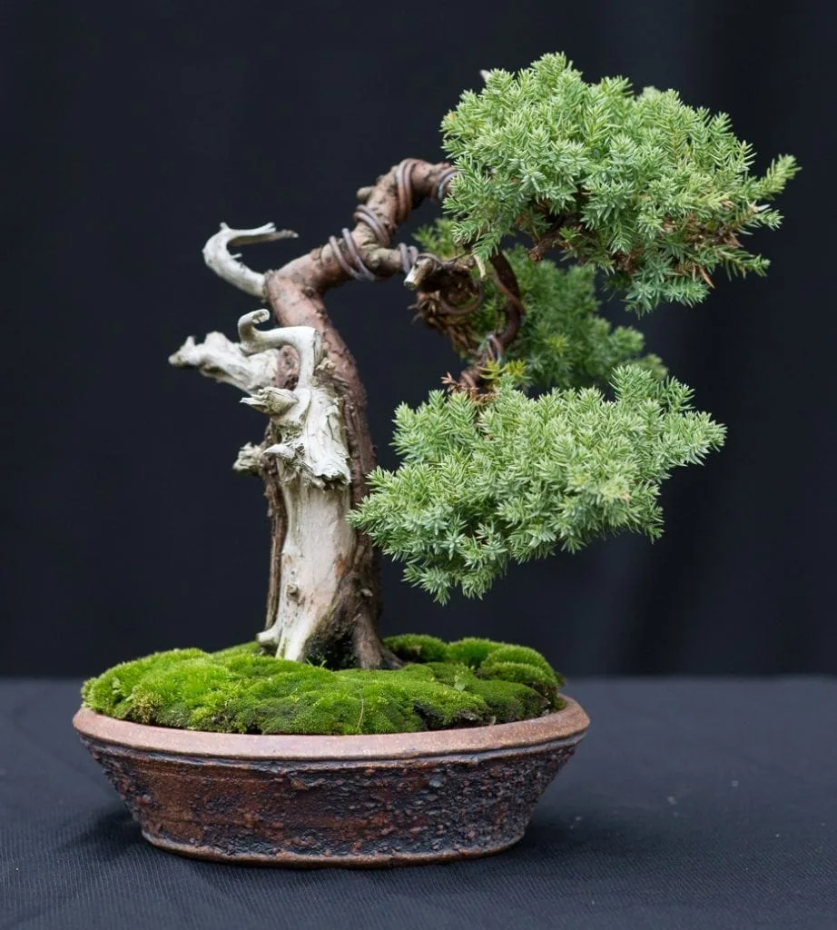 How To Shape A Bonsai Tree