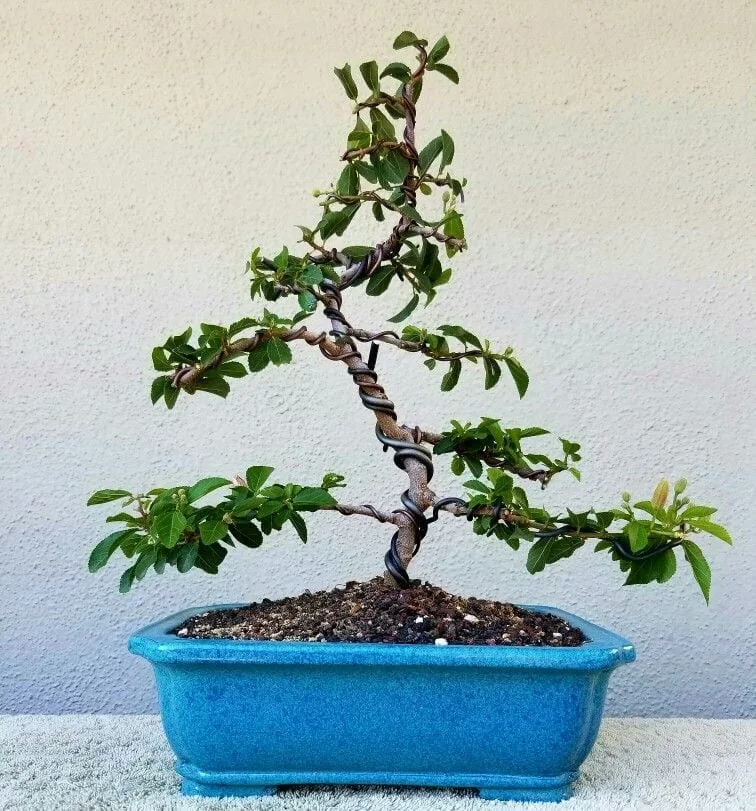 How To Shape A Bonsai Tree