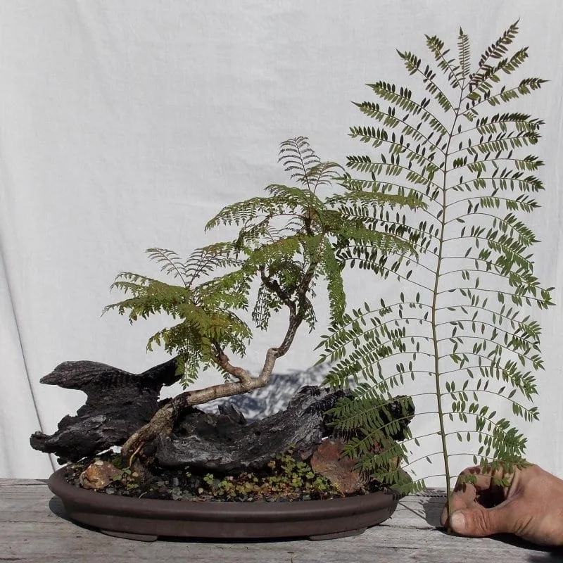 How To Shape A Bonsai Tree