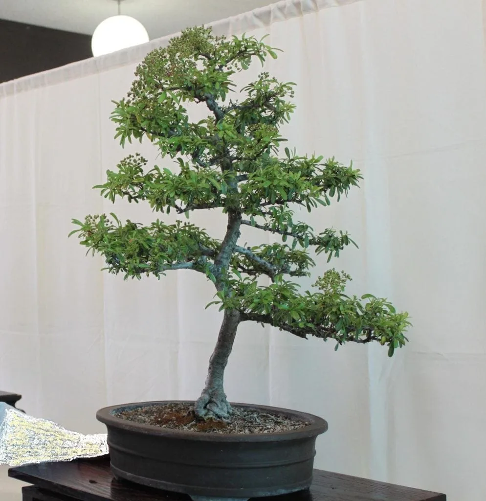 How To Shape A Bonsai Tree