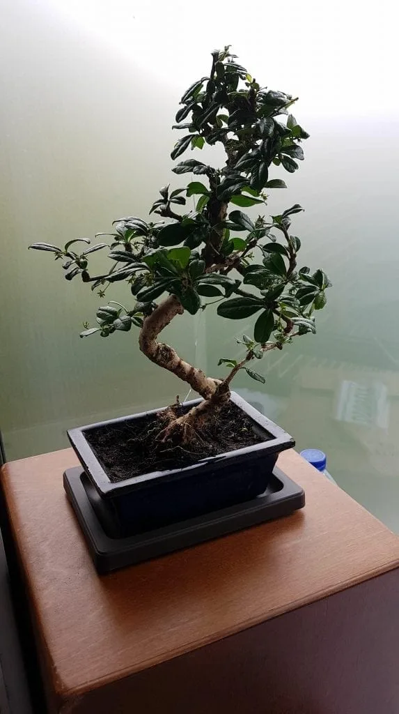How To Shape A Bonsai Tree