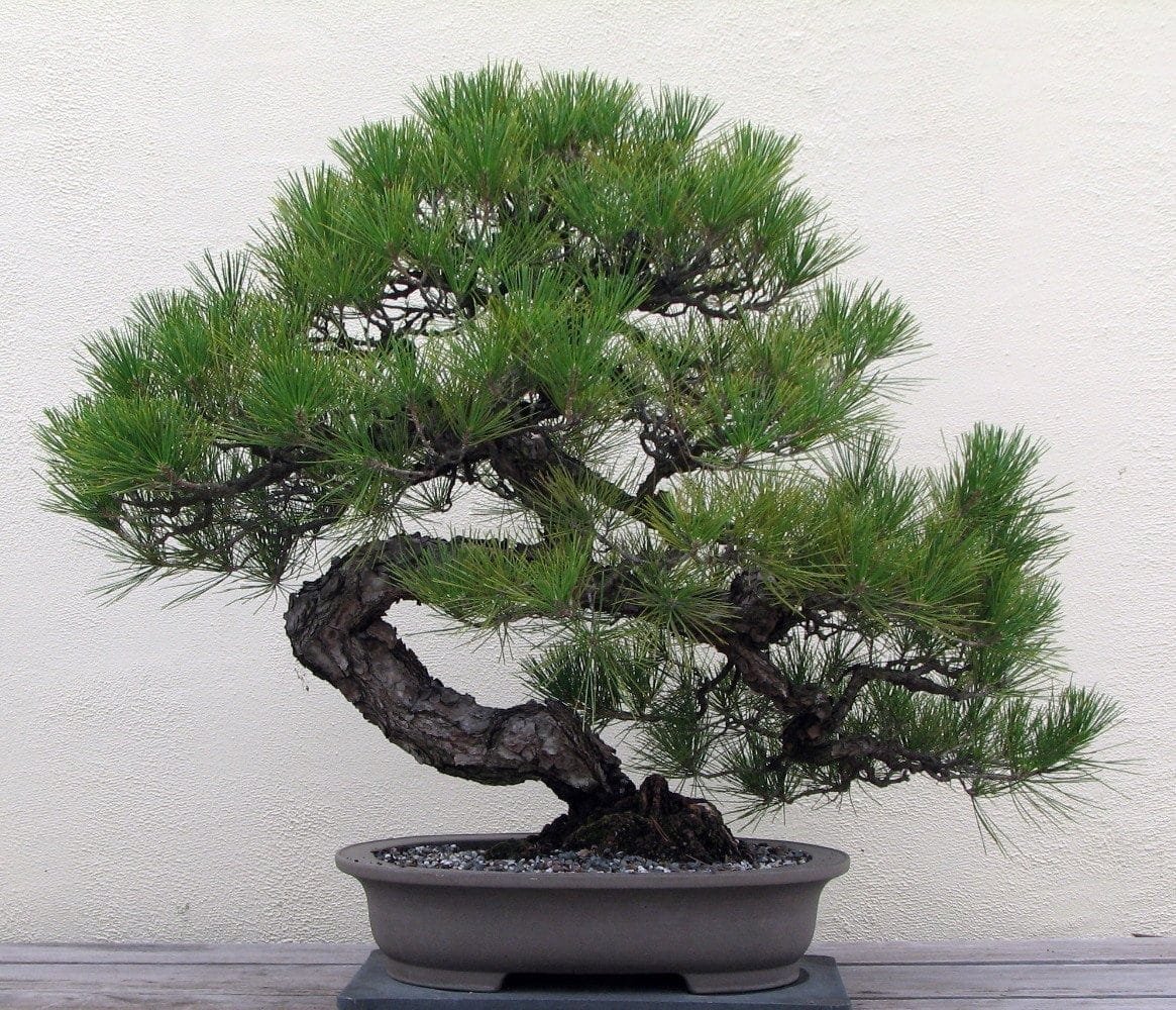 Pine Bonsai Trees | Bonsai Tree Gardener