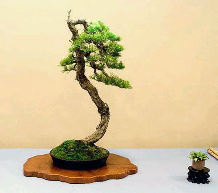 10 Coolest Looking Bonsai Trees - Bonsai Tree Gardener