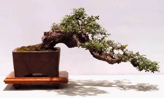 10 Coolest Looking Bonsai Trees - Bonsai Tree Gardener