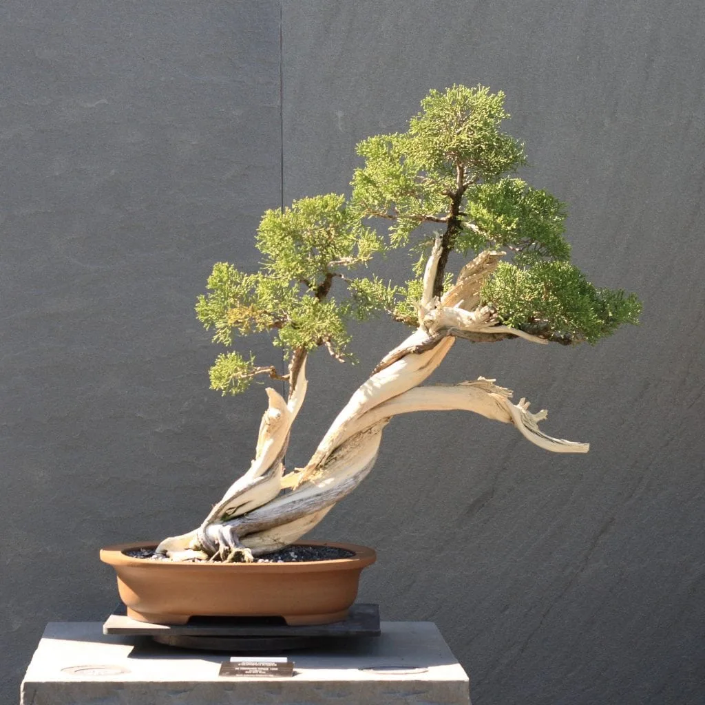 bonsai in london Bonsai Sageretia - House Plants - Plant Shop main image 0