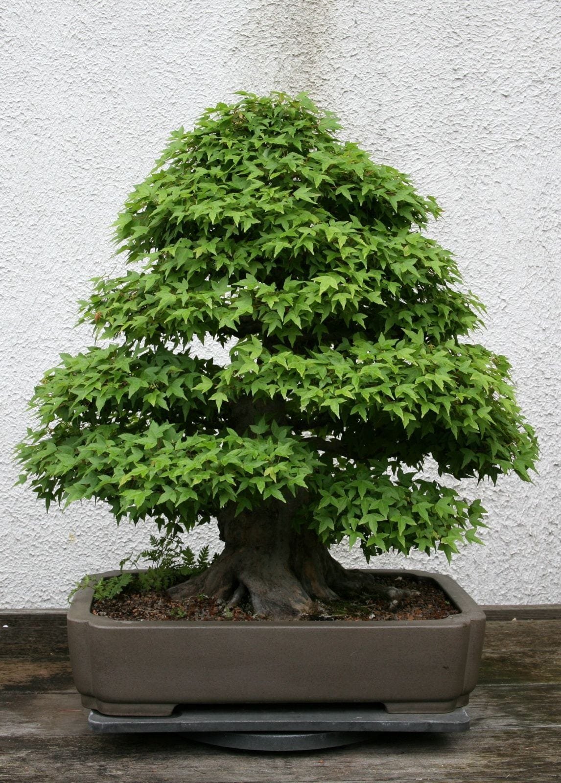 Trident Maple Bonsai Trees (Acer buergerianum) Bonsai Tree Gardener