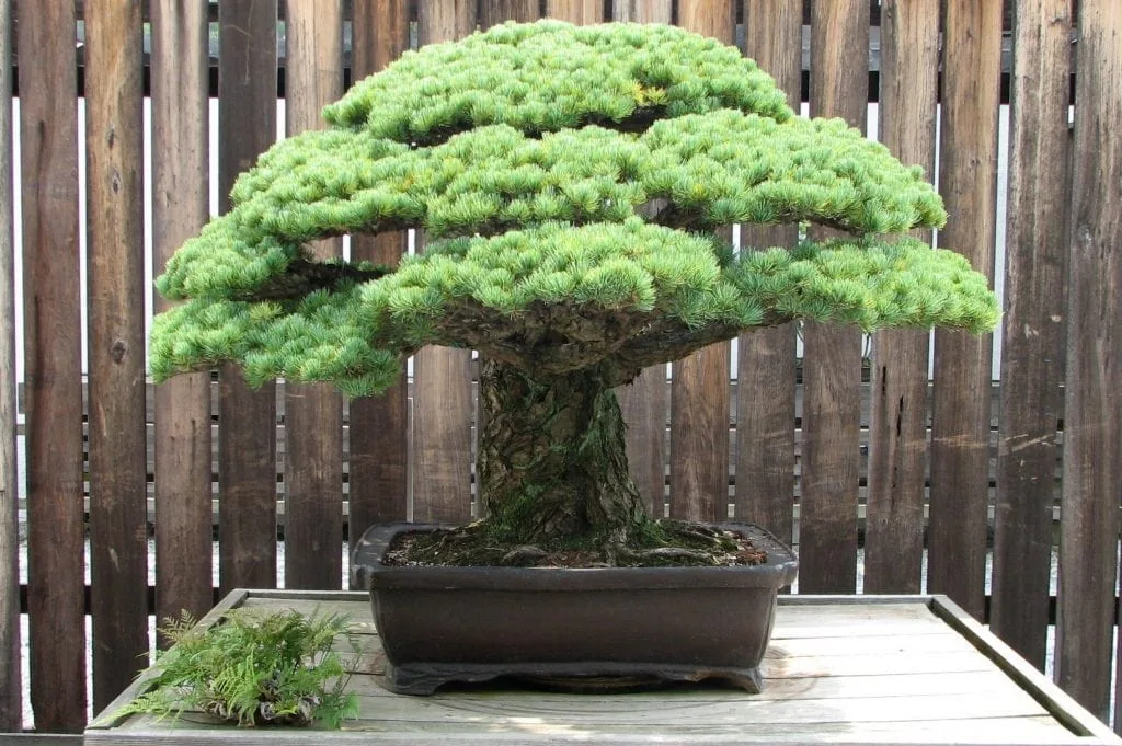 Yamaki Pine at the National Arboretum 2