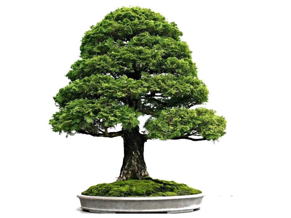 simplicity in every bonsai design