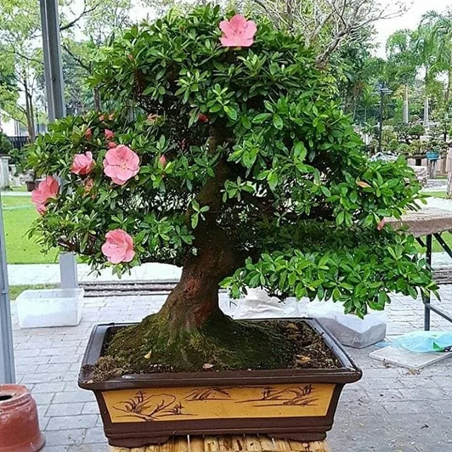 10 Best Reasons You Should Have a Bonsai Tree at Home - Bonsai Tree Gardener