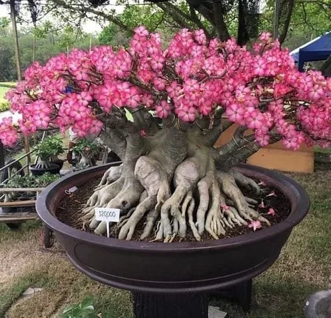 acer palmatum seiryu bonsai #1 Acer pal Seiryu/ Upright Laceleaf Green Japanese Maple