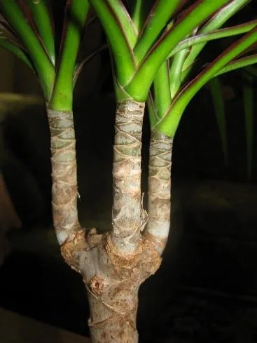 house plants Monstera Deliciosa: Popular Live Plant - (6” Pot) – Easy Plant Care - Low  Maintenance House Plant for Home