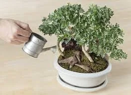 fiddle leaf fig tree pot fake fiddle leaf fig potted plant – Jamali Garden main image 0