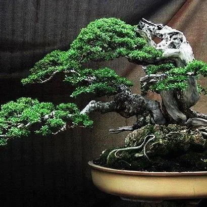 How to Use Copper Bonsai Wire - Bonsai Tree Gardener