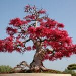 Bonsai Aesthetics