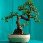 Chinese Elm Bonsai Tree Indoors