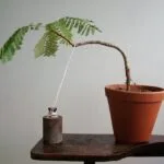 Secrets Of Shaping