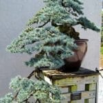 Coniferous Bonsai