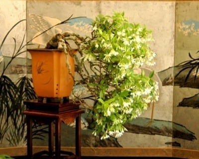 Displaying Bonsai