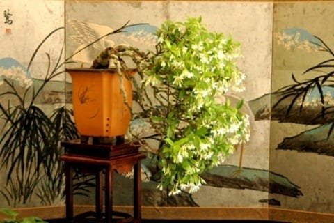 Displaying Bonsai