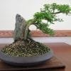 10 Steps To Good Bonsai