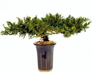 Juniper Bonsai Tree For Sale - 8 - Preserved Bonsai Tree For Sale (Preserved - Not a living tree)