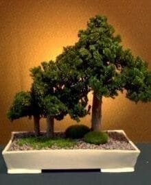 Preserved Juniper Bonsai Tree For Sale - Forest Group Style (Preserved - Not a living tree)