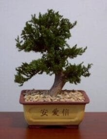 Preserved Juniper Bonsai Tree For Sale #3 - Upright Style Potted in Chinese Bonsai Container (Preserved - Not a living tree)
