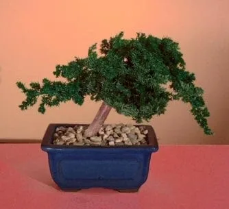 Preserved Juniper Bonsai Tree For Sale - Windswept Style (Preserved - Not a living tree)