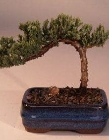 Juniper Bonsai Tree For Sale-Small (Juniper Procumbens nana)