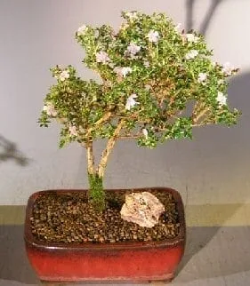 Flowering Pink Serissa Bonsai Tree For Sale - Large (Serissa Foetida)