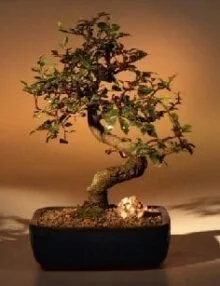Chinese Elm Bonsai Tree For Sale - Medium Curved Trunk Style (Ulmus Parvifolia)