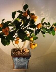 Orange Citrus Bonsai Tree For Sale (Calamondin Orange)