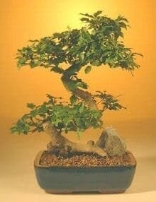Flowering Ligustrum Bonsai Tree For Sale - Large Curved Trunk Style (ligustrum lucidum)