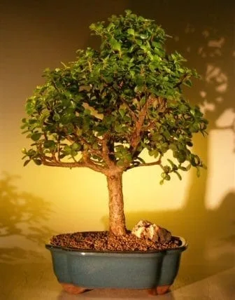 pot size for fiddle leaf fig Fiddle Leaf Fig, Bambino (200mm Pot Size)