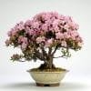 Azalea Bonsai Tree