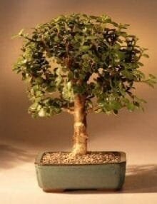 Baby Jade Bonsai Tree For Sale - Medium (Portulacaria Afra)
