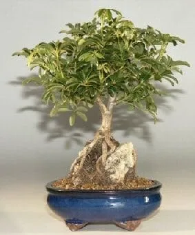 Hawaiian Umbrella Bonsai Tree For Sale - Large Roots Growing Over Rock (Arboricola Schefflera 'Luseanne')