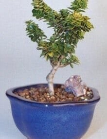 Dwarf Pagoda Holly Bonsai Tree For Sale - Small (Ilex Crenata Pagoda)