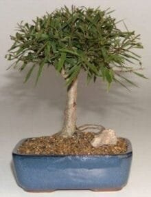 Willow Leaf Ficus Bonsai Tree For Sale - Medium (Ficus Nerifolia/Salisafolia)
